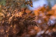 Varens in de herfst met bruine en oranje kleuren van Nanda Bussers thumbnail