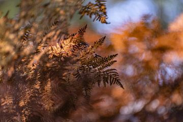 Ferns in autumn with brown and orange colours by Nanda Bussers