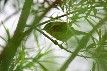 Un oiseau dans un buisson sur Gerard de Zwaan