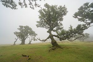 Hexenbaum von Fanal auf Madeira