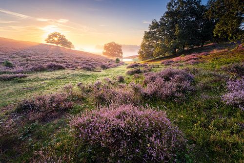 Wonderful purple sunrise van Max ter Burg Fotografie