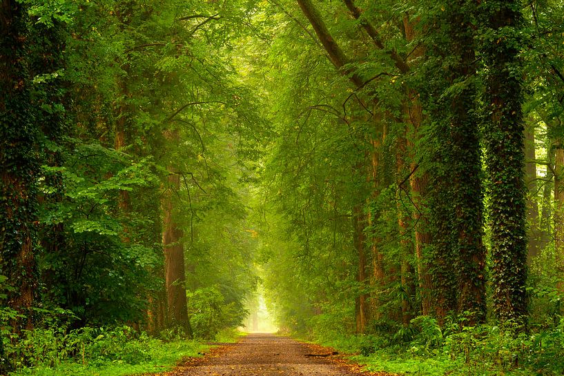 Le printemps dans la forêt de hêtres par Francis Dost