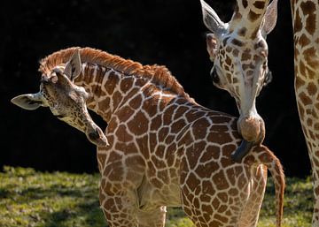 I'll clean you up. by Anges van der Logt