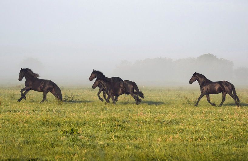 Friese paarden von Jitske Van der gaast