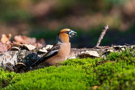 Appelvink van Merijn Loch