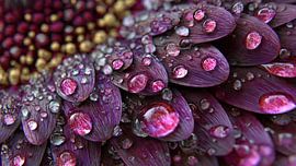 Magnifique photo macro des pétales d'une gerbera violette sur Artistic
