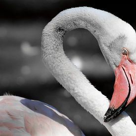 Flamingo Portrait ck von Barbara Fraatz