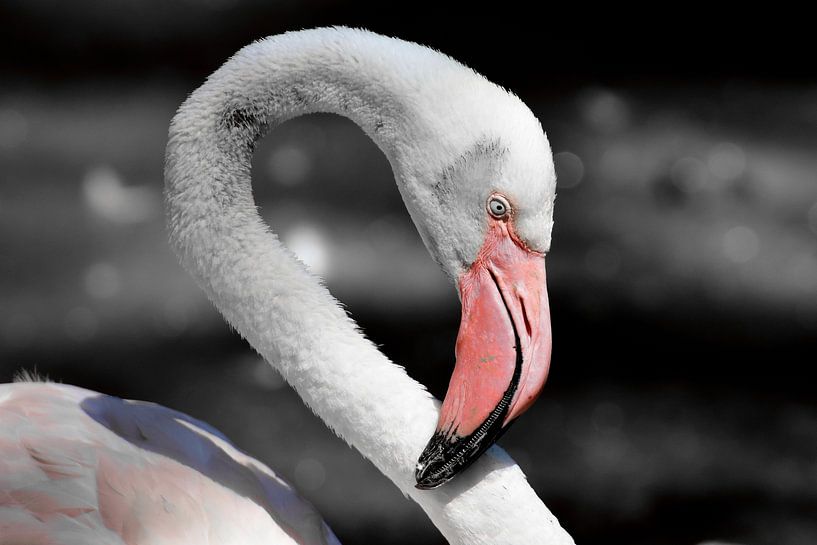 Flamingo Portrait ck by Barbara Fraatz
