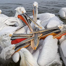 fight!  Crucian pelicans fight over a fish.  Mikado ;-) by Kris Hermans