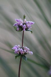 flowers, nature, pink
