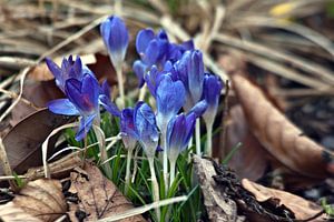 Poésie printanière mauve avec des crocus