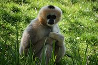 Witwanggibbon vrouwtje van Suzanne Schoepe thumbnail