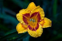 DAGLELIE BLOEMEN