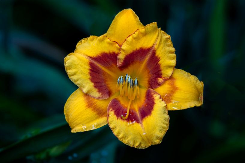 DAGLELIE BLOEMEN van Joachim Neumann