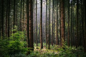 Het licht door de bomen