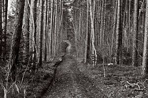 Geheimnisvoller Mischwald in Hubertushöhe