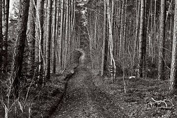 Mysterieus gemengd bos in Hubertushöhe van Silva Wischeropp