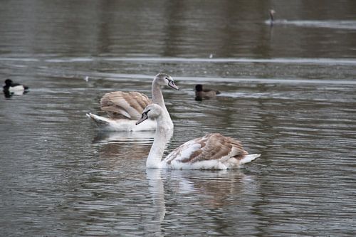 Jonge zwanen op het water in de Delftse  Hout in Delft