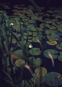 Een witte water-lelie