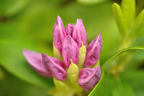 A closed blood of rhododendron
