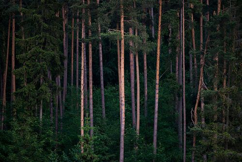 Forêt de conifères