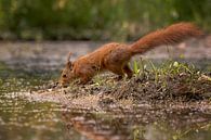 Rode eekhoorn onderzoekend van Carla Odink thumbnail