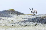Les rennes en Islande par Daniela Beyer Aperçu