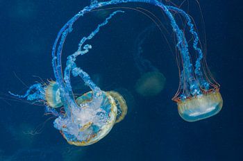 Des méduses dans le plus grand aquarium d'Europe