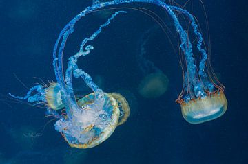 Jellyfish in Europe's largest aquarium by Peter Bartelings