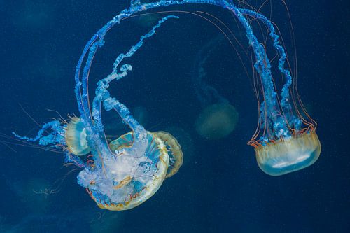 Kwallen in grootste aquarium Europa