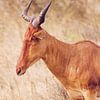 Hartebeest sur Cinthia Mulders
