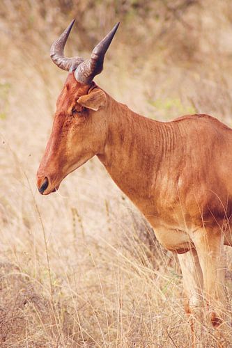 Hartebeest sur Cinthia Mulders