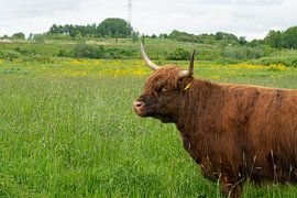 Scottish Highland by Lisenka Pauw