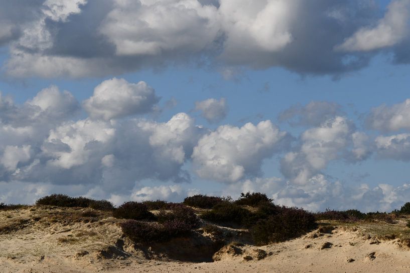 Morning sun on the Balloërveld by Bernard van Zwol