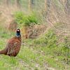 Fasan auf der Wiese am Morgen von Marcel Derweduwen