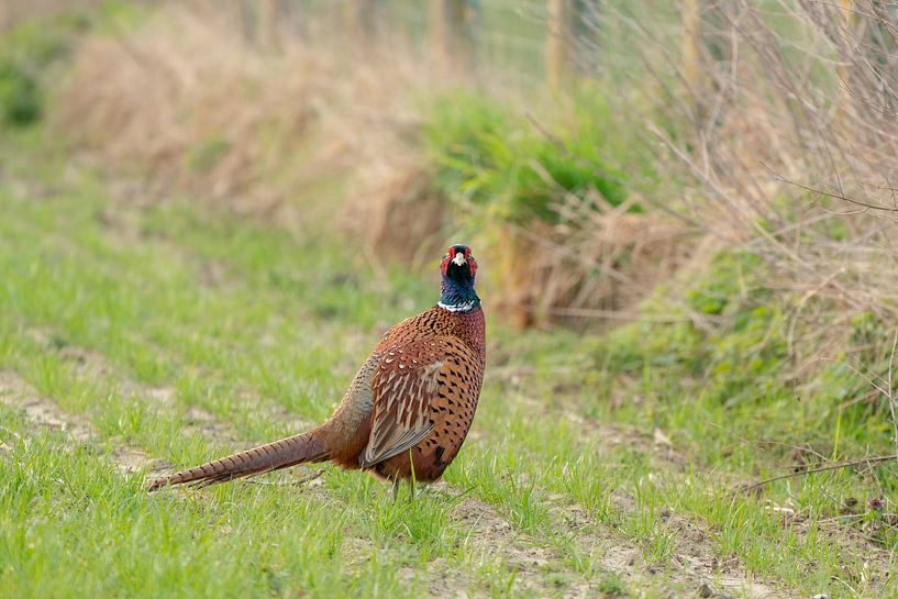 Fazant op het weiland in de ochtend van Marcel Derweduwen
