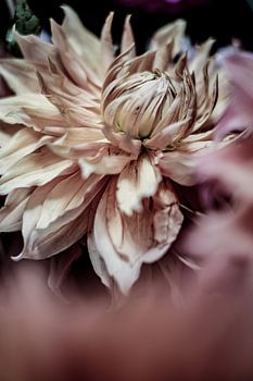 Blossom Whispers