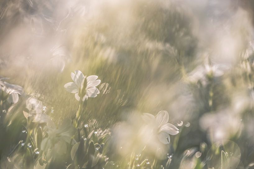 flowers part 450 by Tania Perneel