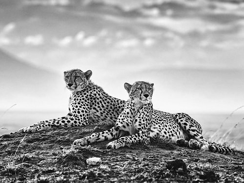 Two cheetahs on the lookout