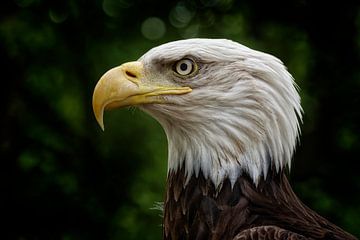 Aigle chauve américain.