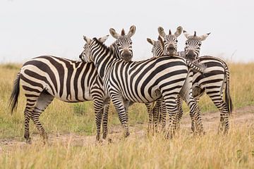 Africa | Zebra's on the Savanne 2 - Africa Kenya Masai Mara by Servan Ott