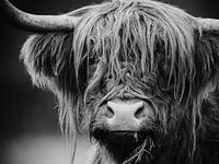 Scottish Highlander