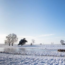 Schaapskudde in de sneeuw. van Tony Ruiter