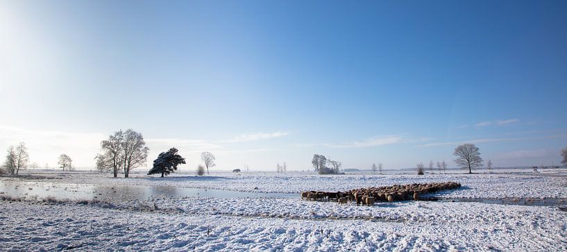 Schaapskudde in de sneeuw. van Tony Ruiter