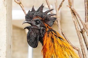 Schwarz mit orangefarbenem Hahn