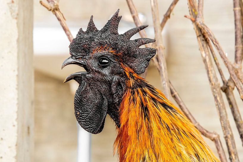 Noir avec coq orange par Femke Ketelaar