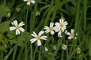 Echte Sternmiere blumen im Gras