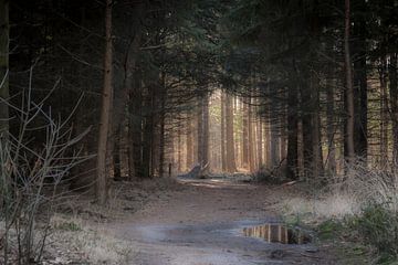 Geheimzinnig doorkijkje in het bos van Ans Bastiaanssen