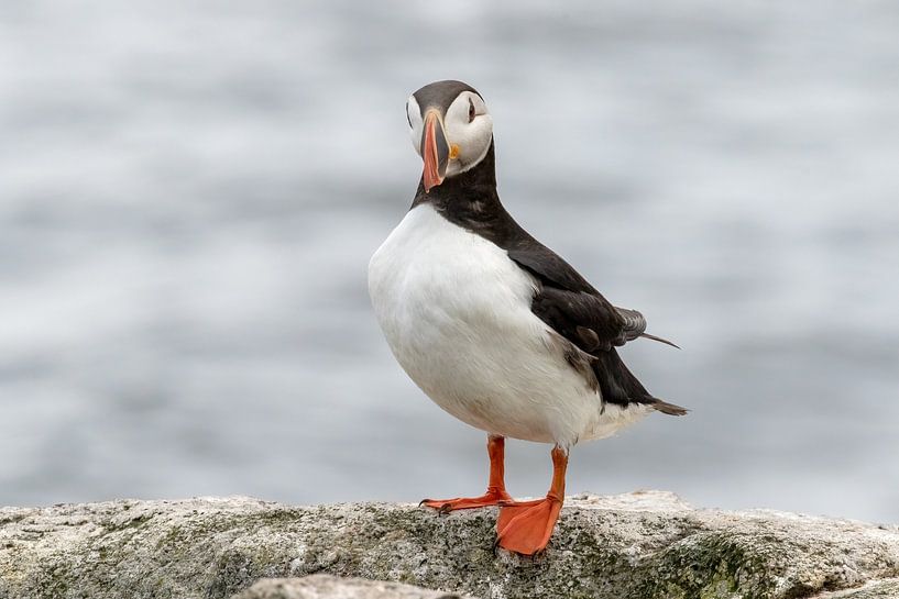 Papageientaucher (Fratercula arctica) von Tanja van Beuningen