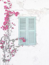 A bougainvillea plant on a Mediterranean house wall by Alex Winter